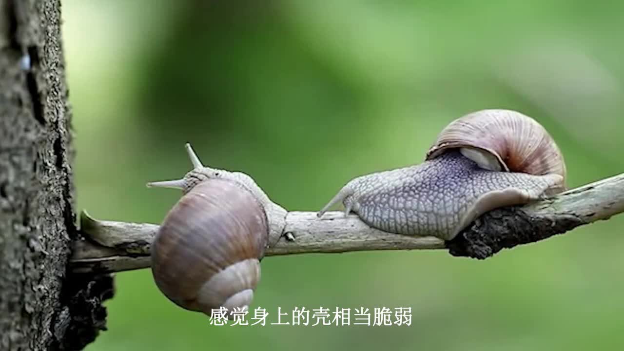 The world's most "hard" snail, the shell even knife can not be cut, known as "armored warriors in the sea"!