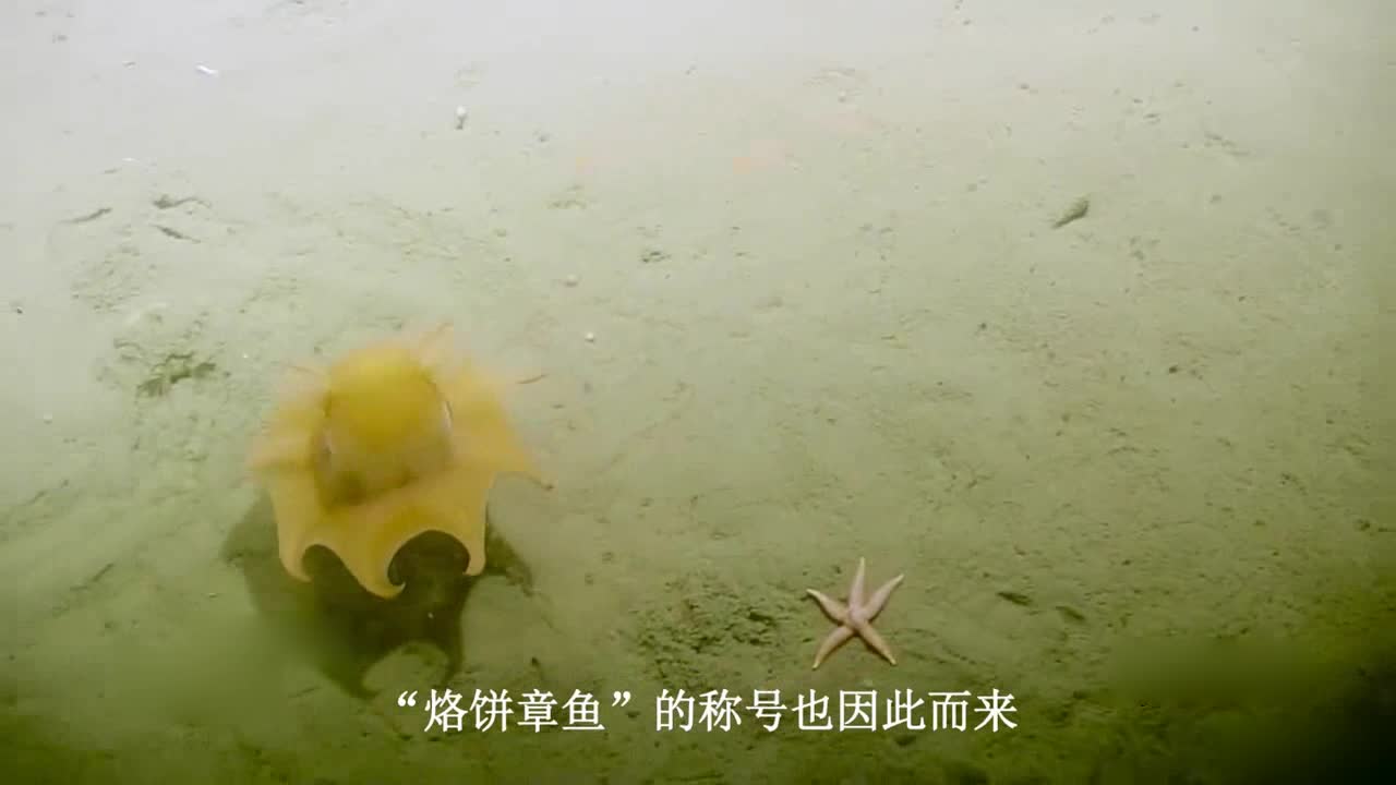 Very "Meng" small octopus, a shy will cover his face, netizens: catch can not bear to eat!