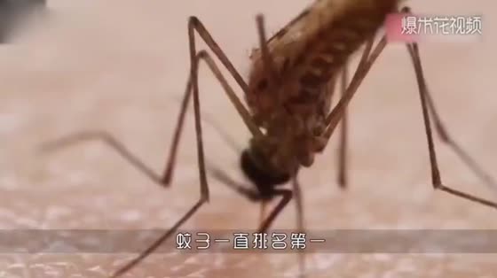 The world's largest mosquito, does not suck blood, but eats small mosquitoes