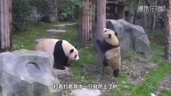 The baby panda just climbed up the tree and suddenly the tree broke with a snap. The reaction of the panda dumpling was so funny.
