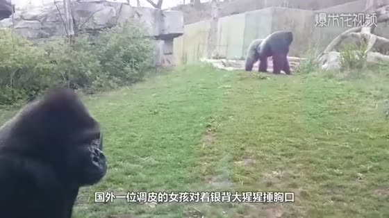 The naughty child fell into a 4-metre-deep orangutan garden. It happened unexpectedly. The camera recorded a thrilling moment.