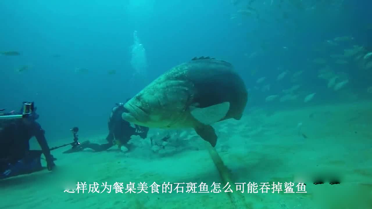 The most ferocious fish in the world is one of China's four famous fish, which swallowed up one meter of shark in one mouthful.