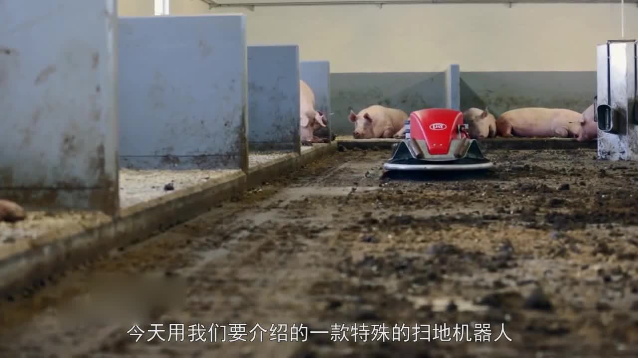 Overseas super-large sweeping robots, specially used to clean up pig manure, are much more efficient than manual ones.