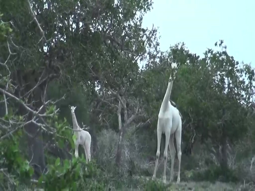 Rare albino animal, white giraffe, have you ever seen it?