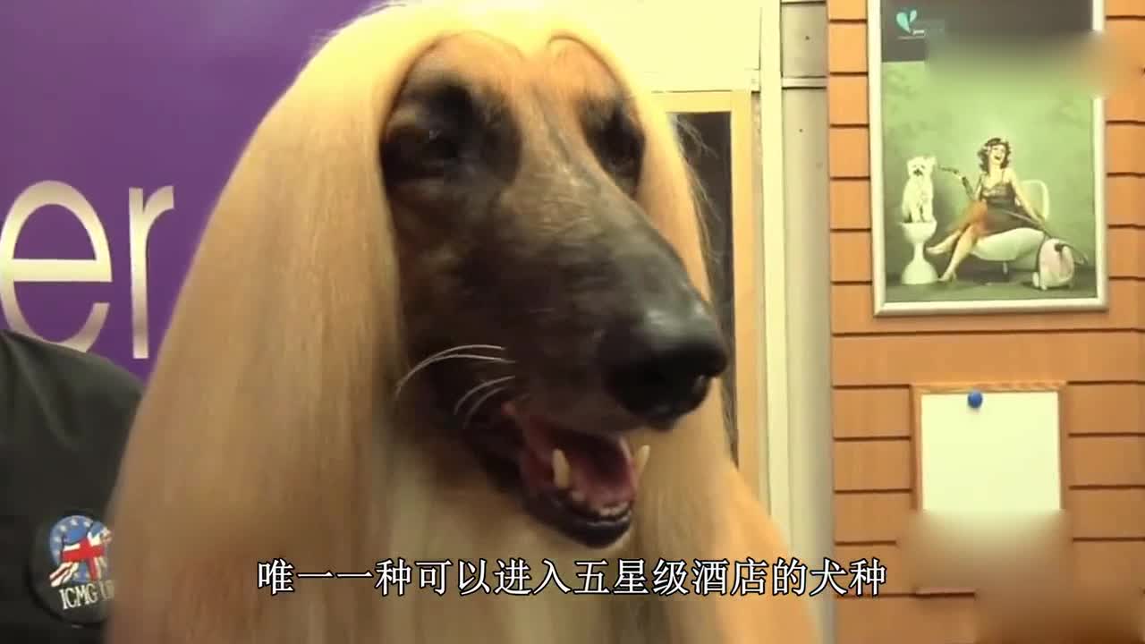 The world's most handsome "aristocratic" dog, a breeding needs 100,000 yuan, the owner depends on it to make a fortune!