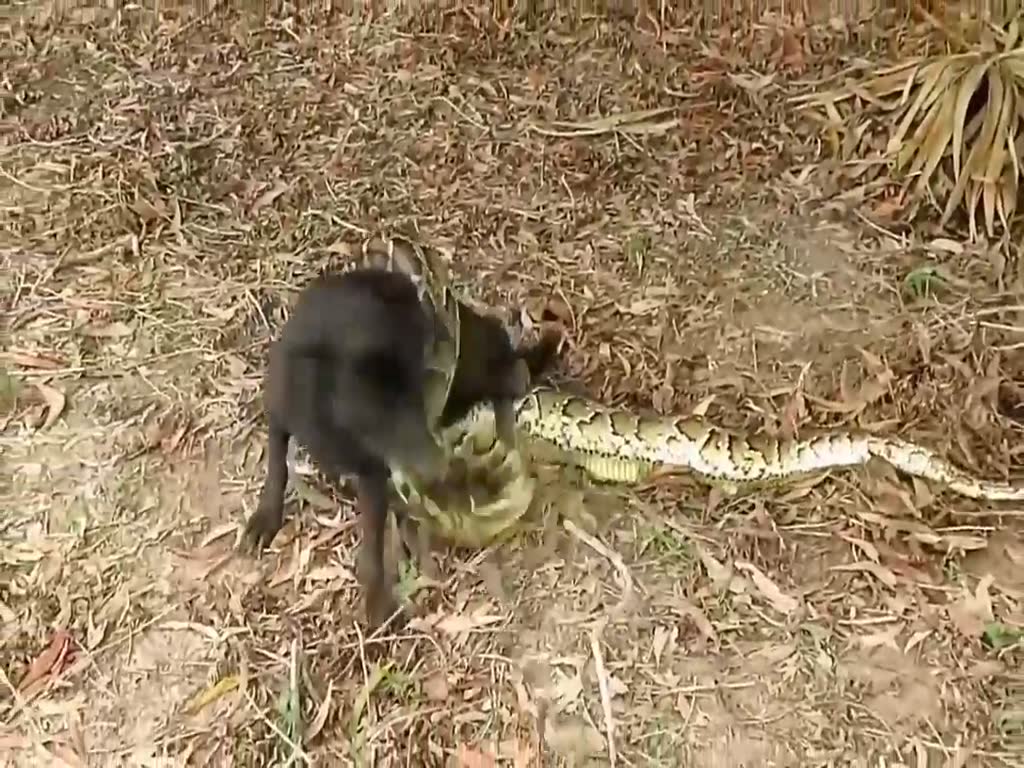 Black Dog War Python