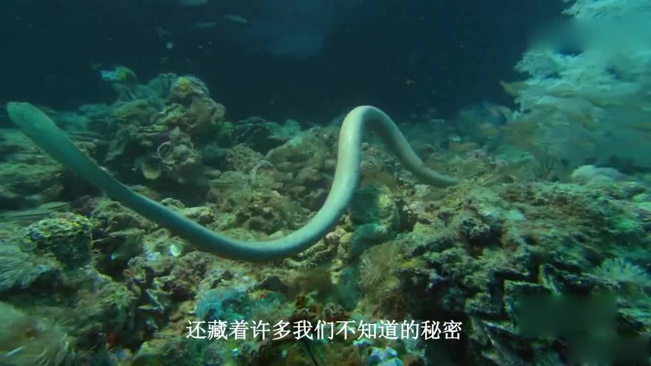 A "mysterious" animal in the ocean, whose whole body is transparent, can hardly catch its shadow!