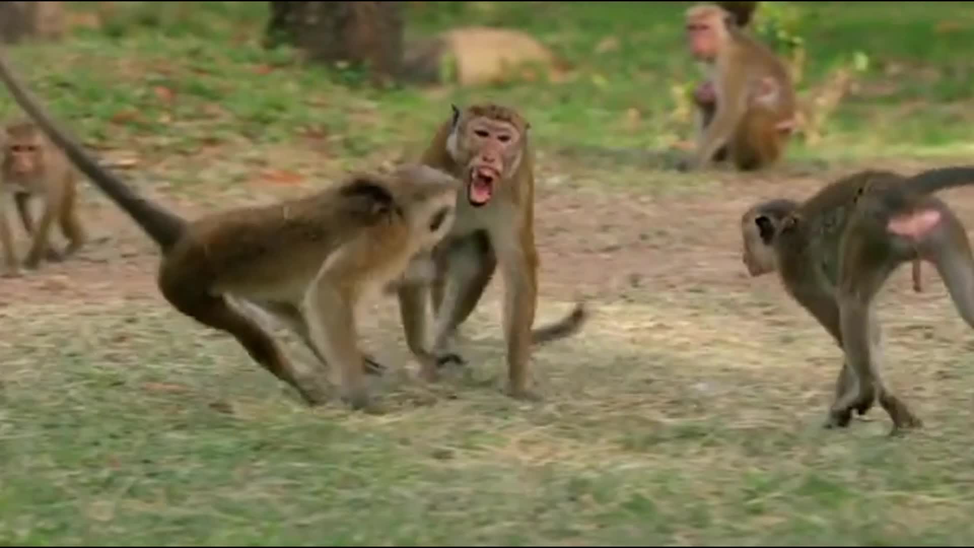 Macaques show sharp canine teeth in fierce competition for food