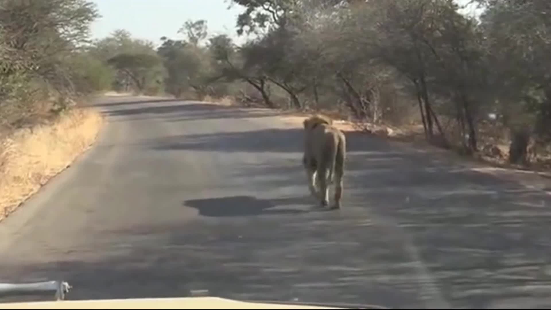 The law of nature! Record the South African Lion Preying Antelope Thrill Scene