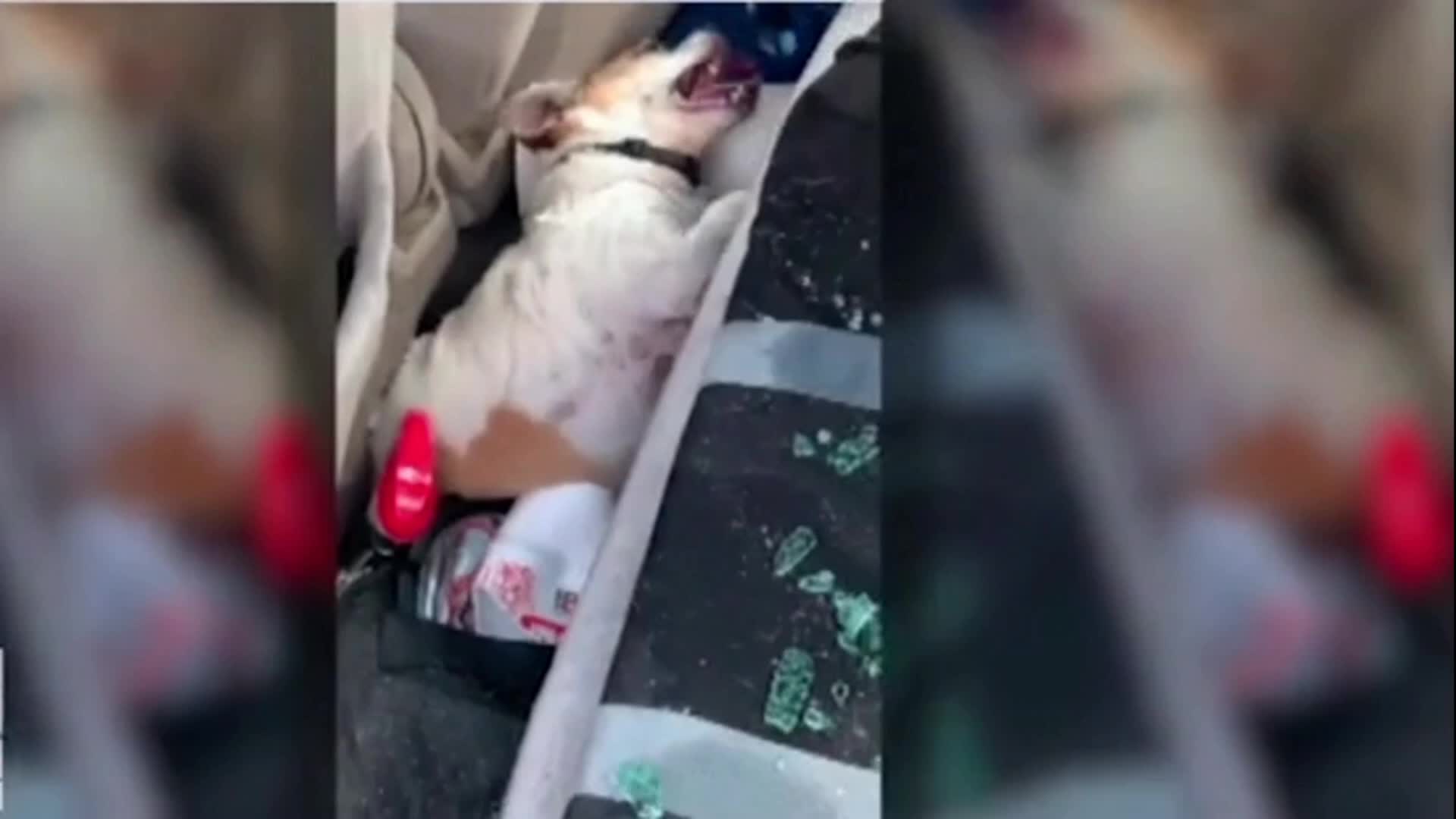 A puppy in the United States was left in a 50-degree car by its owner with suspected brain damage