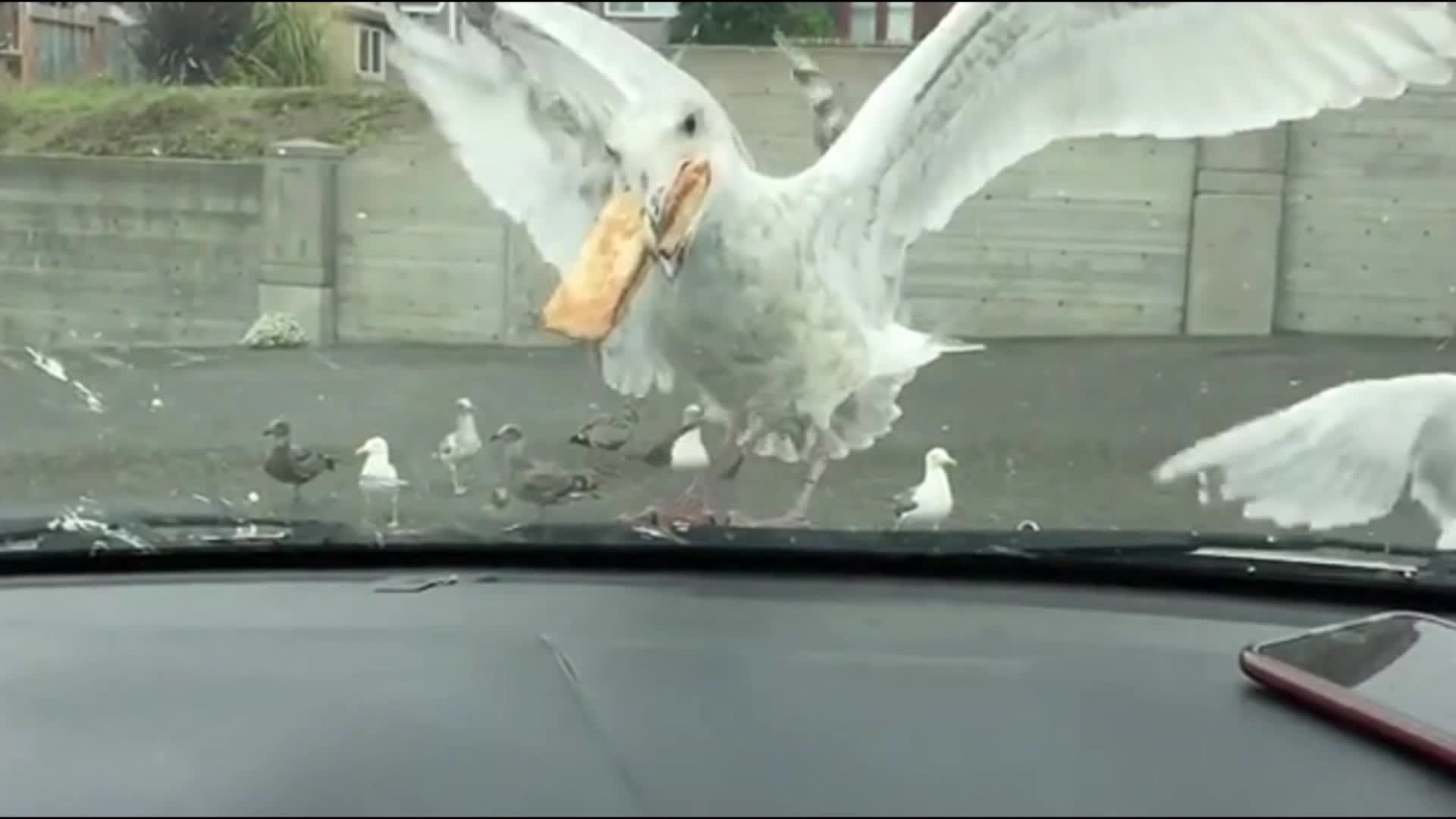 The hungry gull swallowed an entire apple pie into its mouth