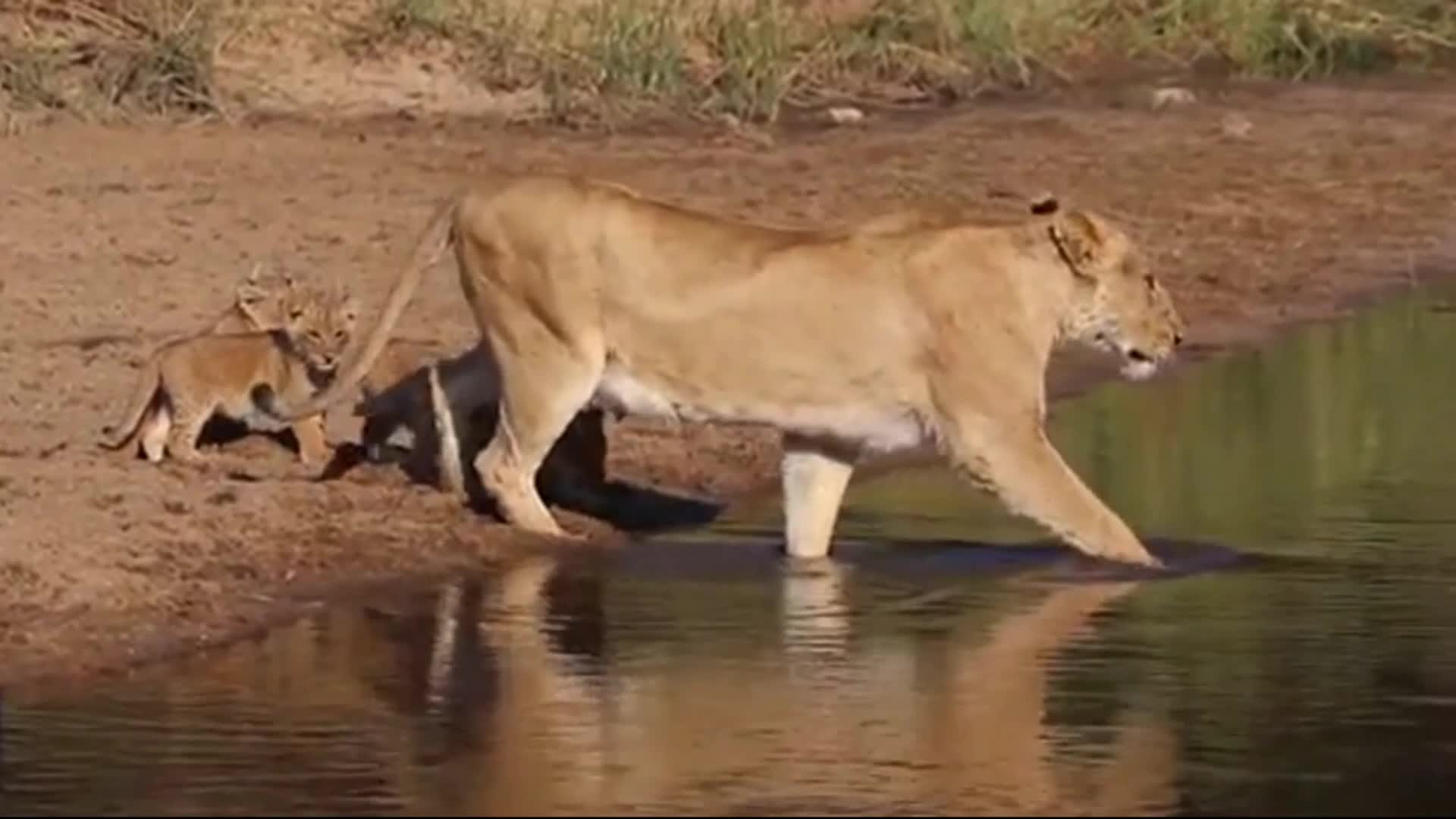 Lovely! Four young lions wading with the lioness