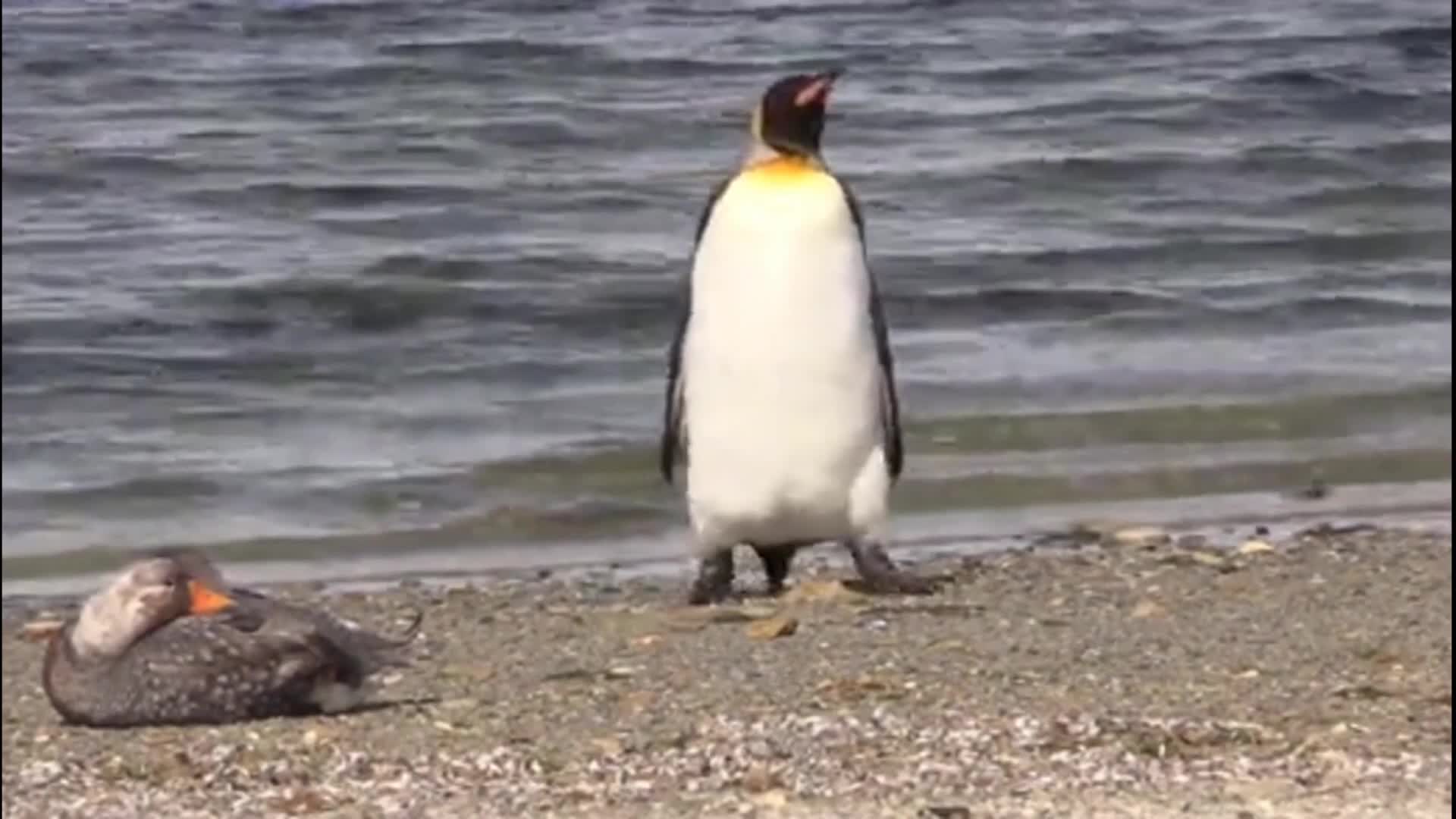 Funny! A penguin in the Falkland Islands nervously avoids ducks