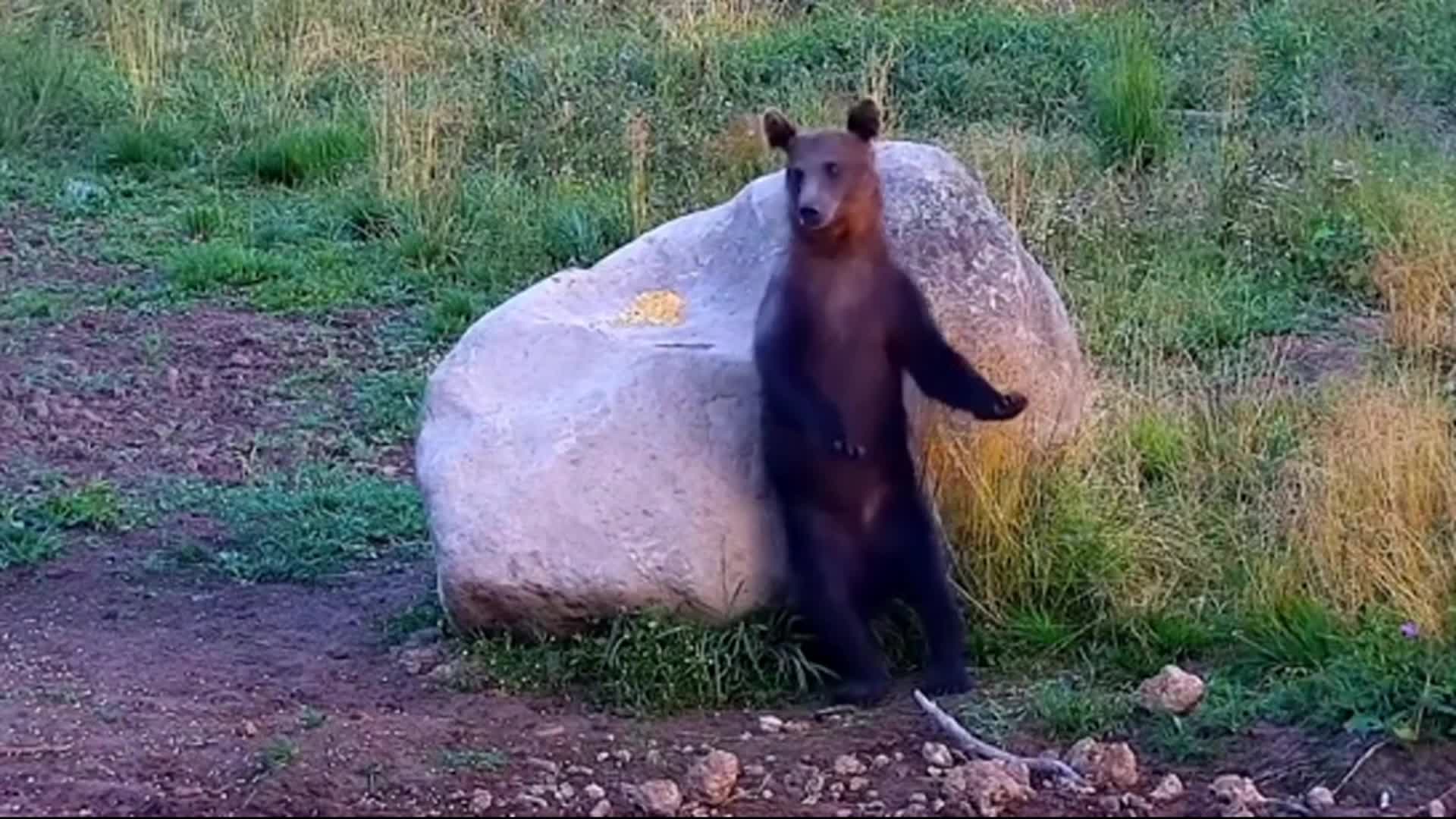 Enchanting! A brown bear scratches against a rock in Romania