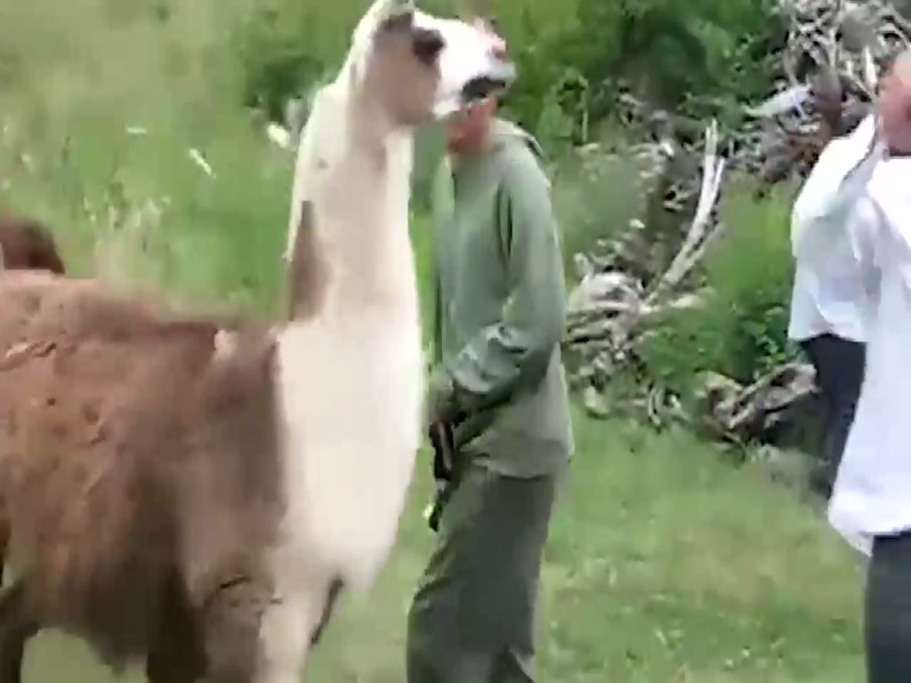 Did the little brother fall in love with the alpaca?