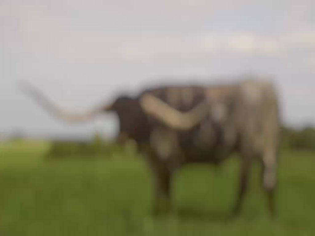 Cattle with the longest horns