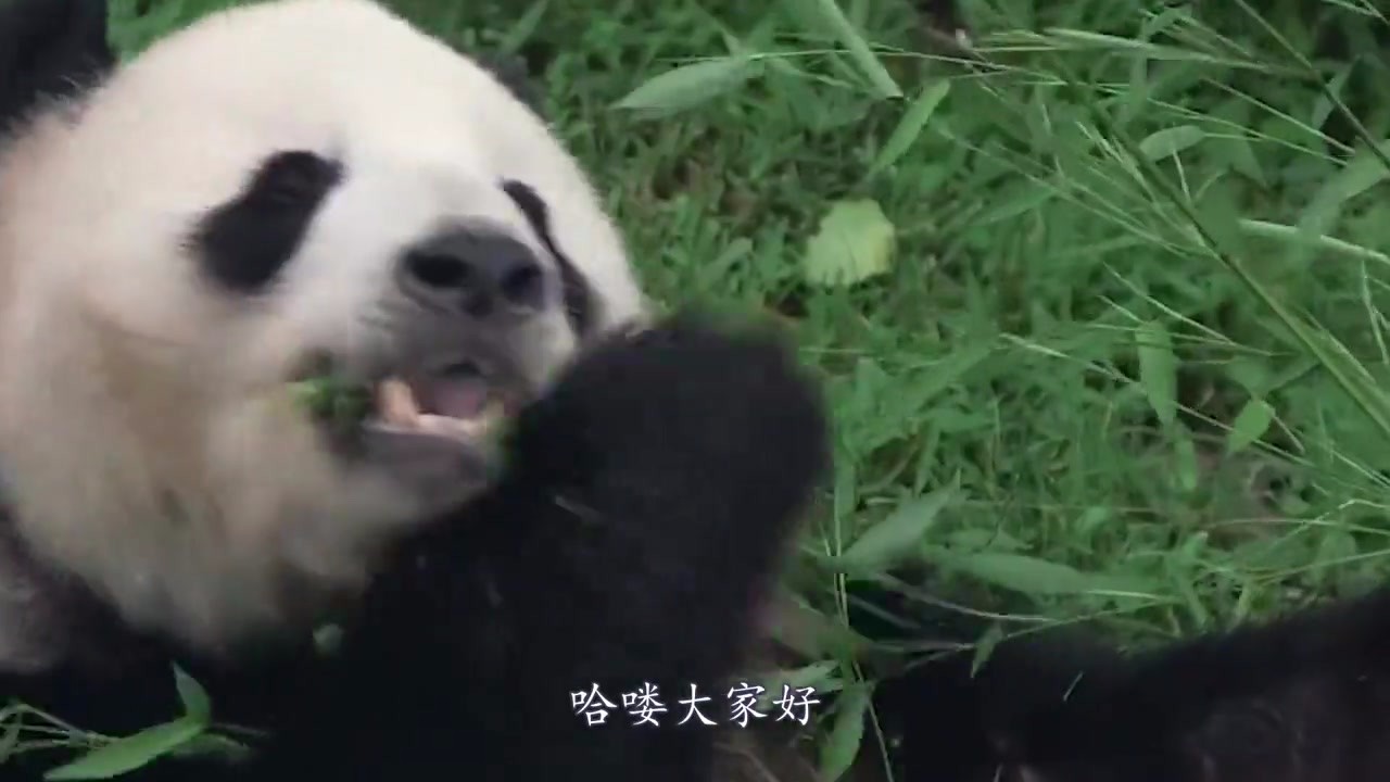 A panda in the zoo caught fire. It took too long to 
