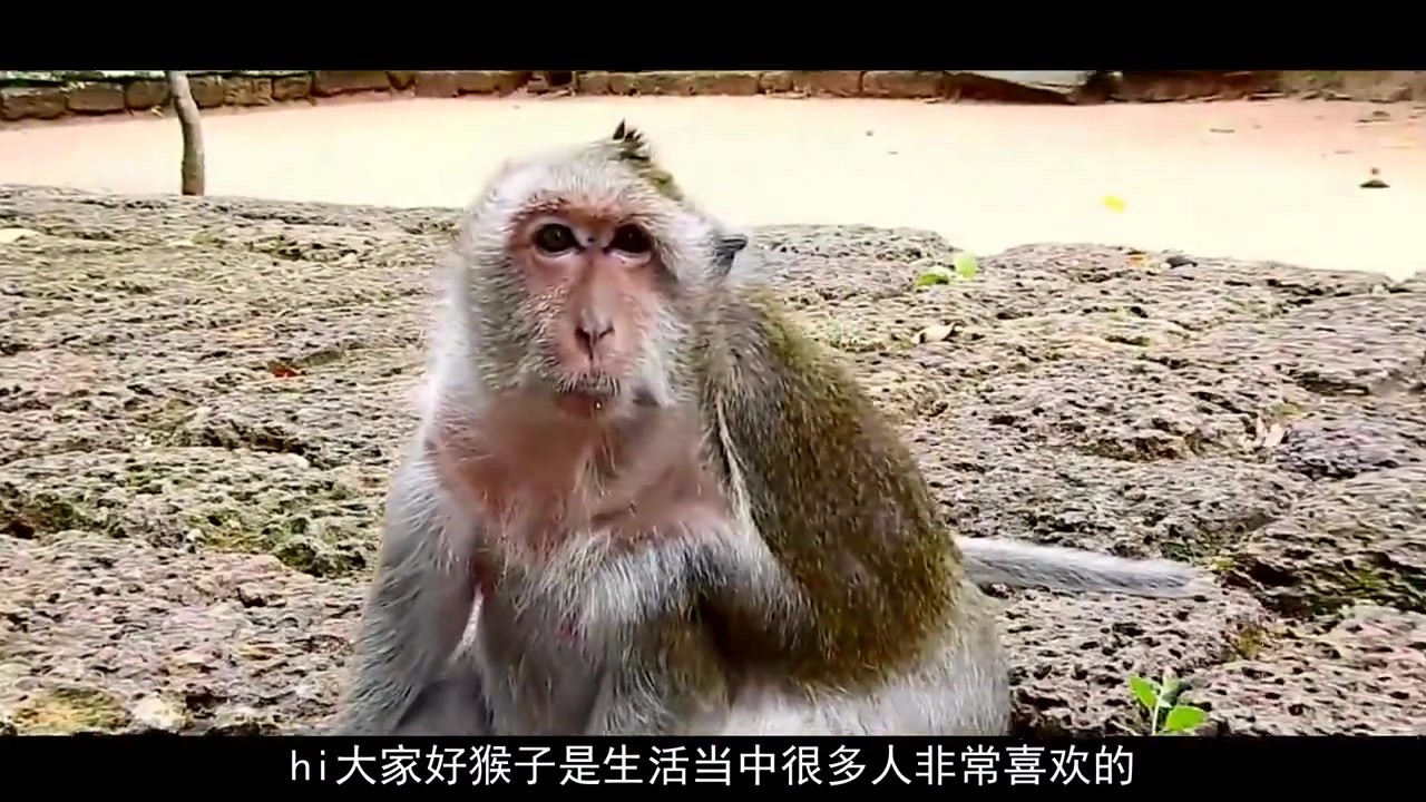 The owner painted a makeup for the monkey. Some netizens said it was too beautiful. What's the matter?