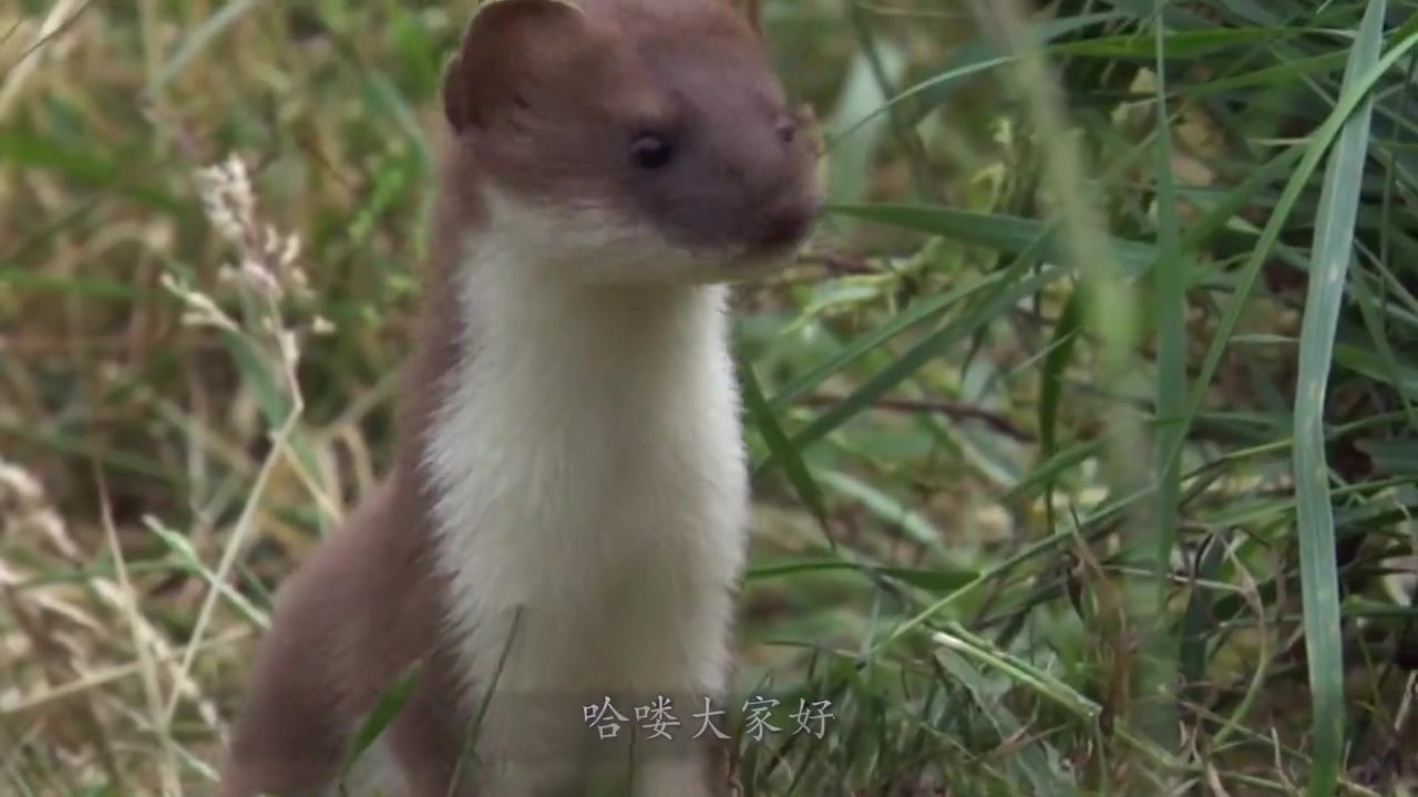 Why do older generations say weasels can't be killed? Science proves that it can't move!