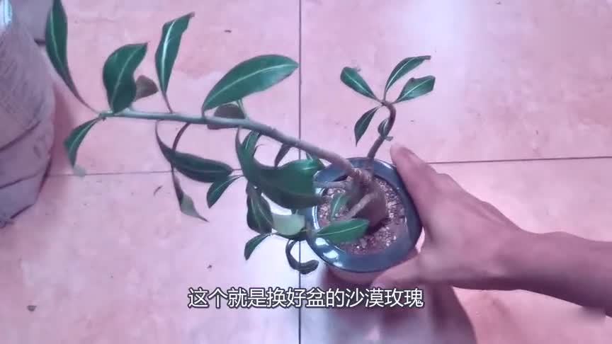 My friend gave me a Bare-rooted desert rose and found out a lot of problems.