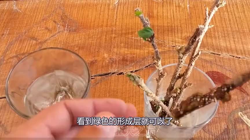 In autumn and winter, the hardwood of Fusang flower roots in hydroponics, and the soil grows vigorously in one month after transplanting.