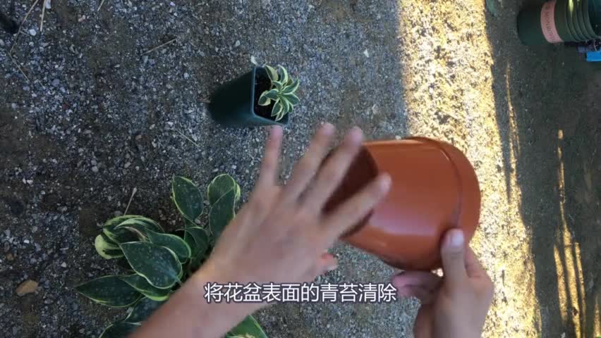 Shortly after the purchase, the roots of the hairpin flower grow all over the bottom of the pot, so that the leaves will look better after the pot change.