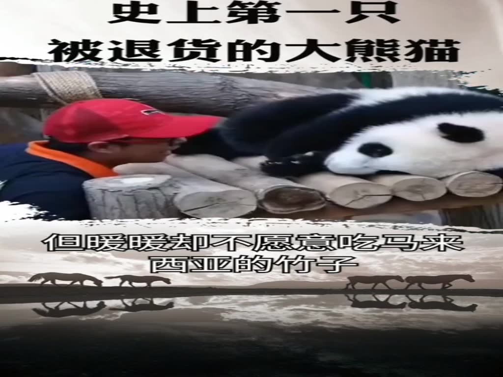 The giant panda was returned