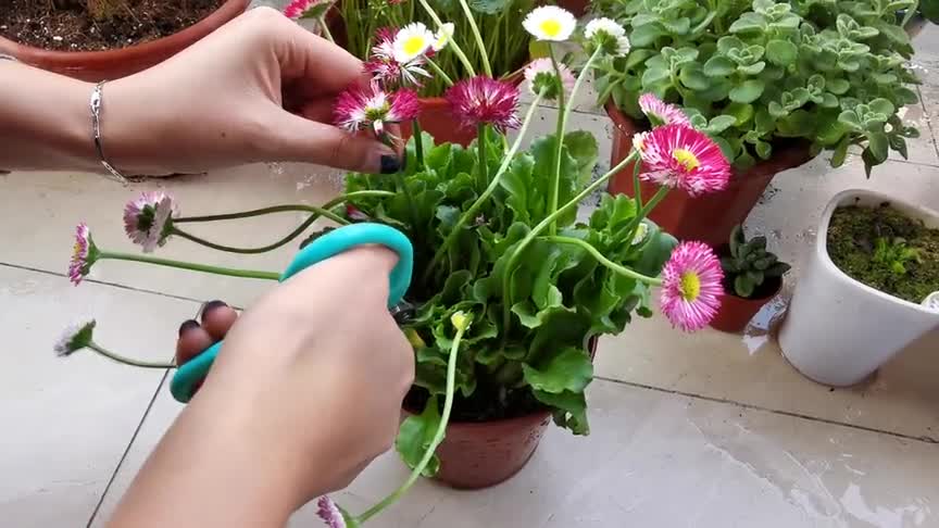 Potted daisies like waxberries, cut off the remaining flowers in time after blooming, and blossom better next time.