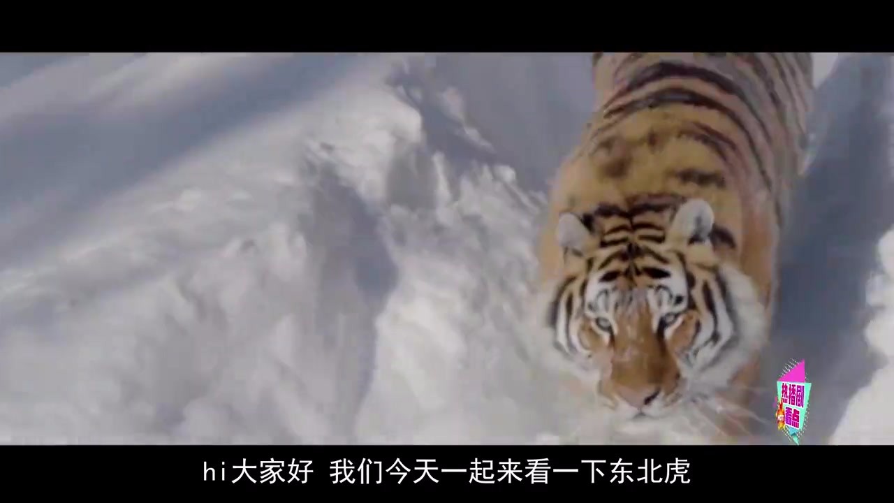 Siberian tigers like Siberia. What is the real reason? Let's have a look.