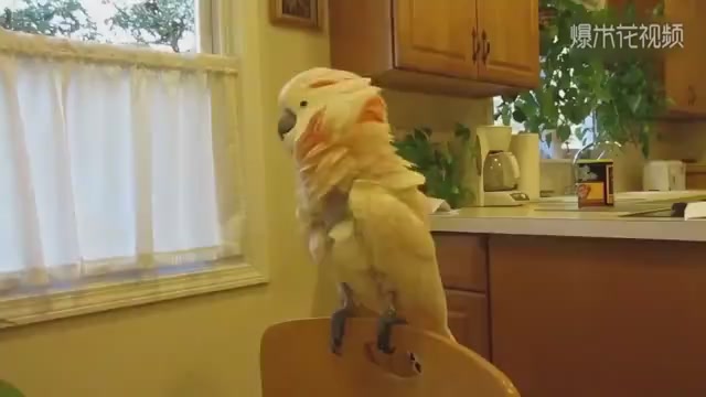 Parrots teach you how to treat cervical spondylosis