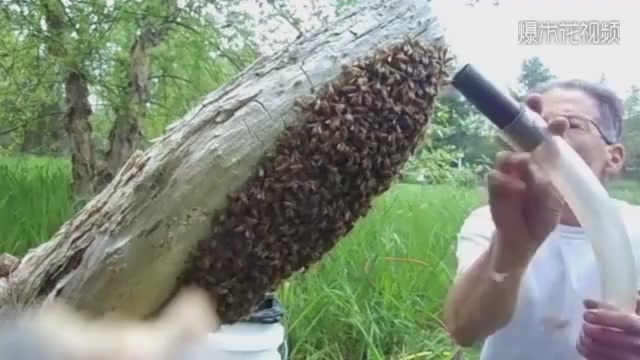 The old man found a huge swarm of bees, took up the vacuum cleaner and sucked wildly. Guess what the result was.