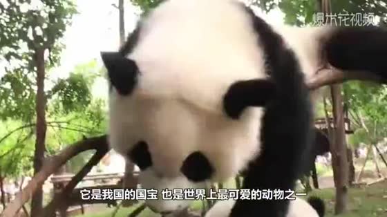 When the baby panda wanted to go back to the house, the other one blocked the door and refused to let it go, the panda dumpling slapped him and threw him over.