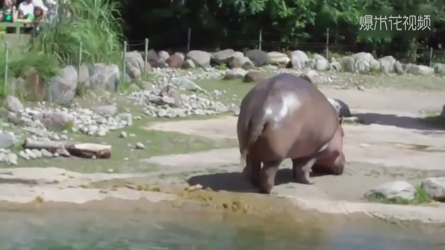 Shocked, you must have never seen the posture of Himalayan poop