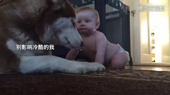 Playing cool husky in front of the baby lasts less than fifteen seconds