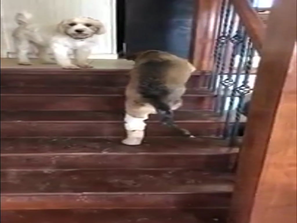 The first time a dog wearing a prosthetic limb went up the stairs, I was distressed by the way you worked hard.