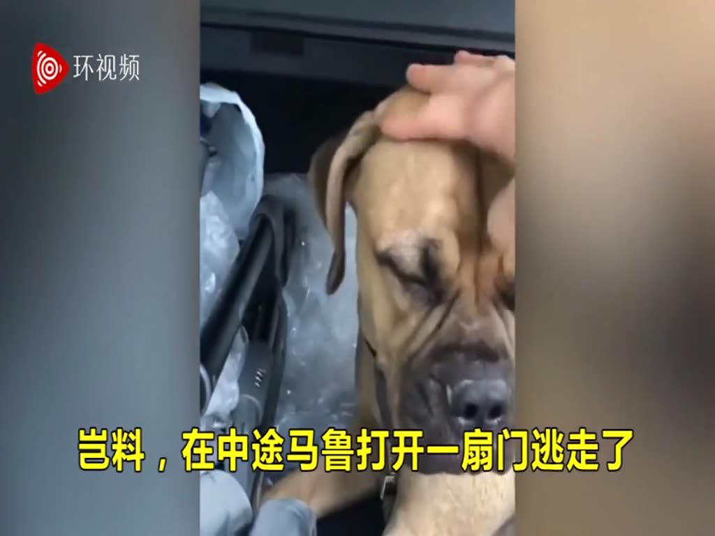 Maru, the bulldog, was sent away by his owner, but he ran more than 200 kilometers to try to get home.