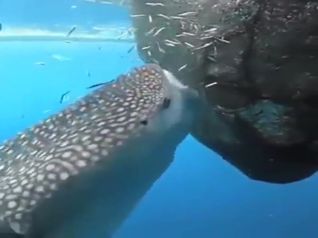 At this moment, the huge body of whale sharks is also small and humble, please stop greedy fishing, do not let the blue ocean become barren.