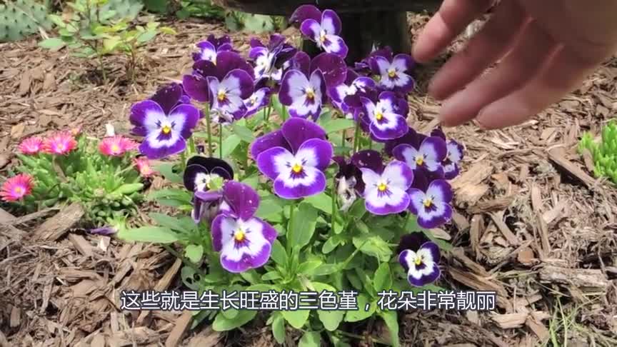 With this technique, the Viola tricolor can continue to blossom throughout the year.