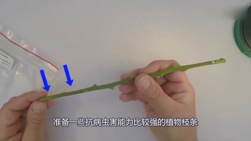 How to use the bud-eye grafting reproduction cut from branches, 3 minutes easy to learn bud grafting skills