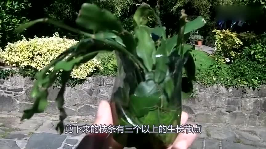 The crab claw orchid, which can't breed flower buds in autumn, is cut off and soaked in water, and soon grows into roots.