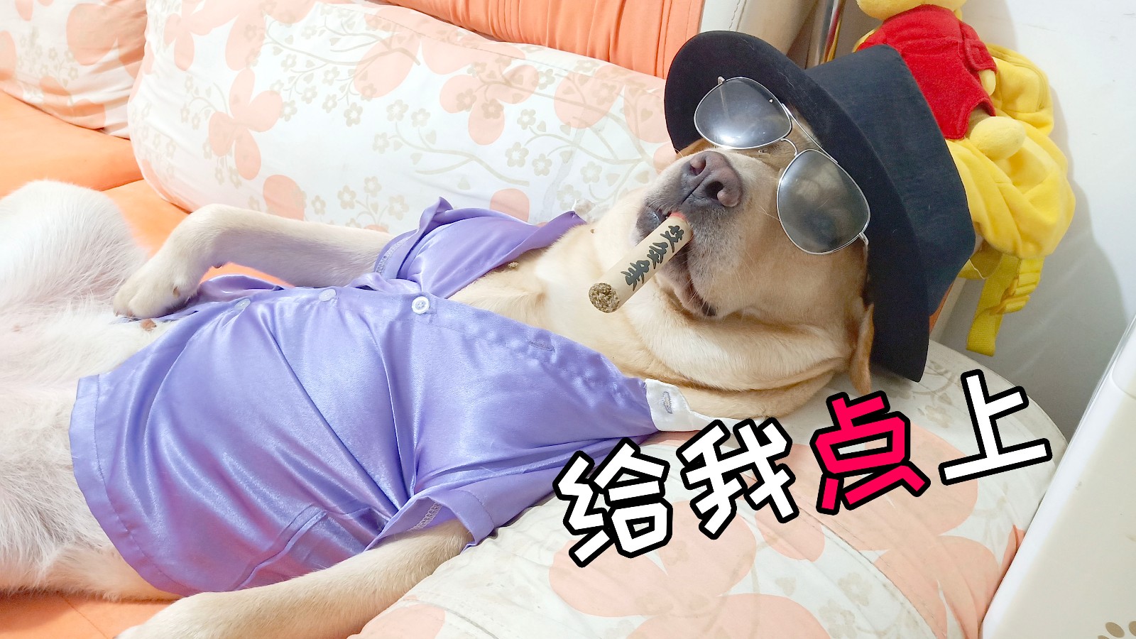 Dogs on the "big man" throne, enjoy dog life, netizens: I do not live as a dog!