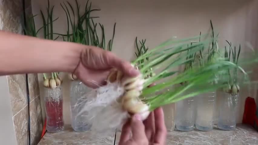 The garlic bought for a few dollars is germinated, reluctant to throw it away, and it has become a hydroponic potted plant.