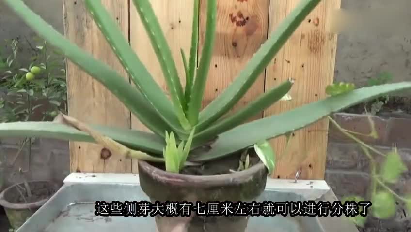 Introduction of Potted Propagation of Aloe Vera for One or Two Years and Notices for Cutting Leaves