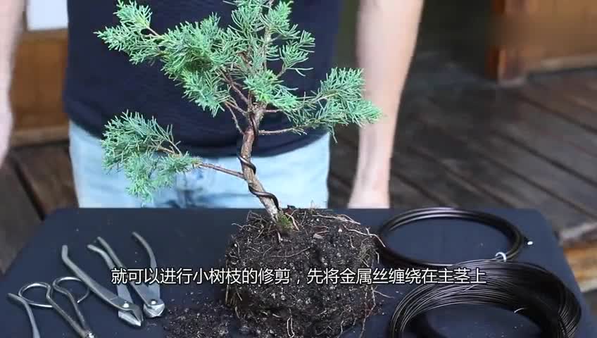 Four-year-old juniper potted cultivation potted landscape, pot change, pruning introduction, novice can also see the production