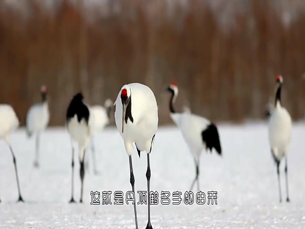 What is "Crane-crowned Red" exactly? Is it extracted from the head of a red-crowned crane?