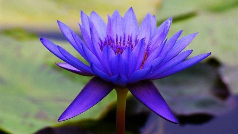Cultivate beautiful blue water lilies in abandoned containers, and use these three soils to mix the best.