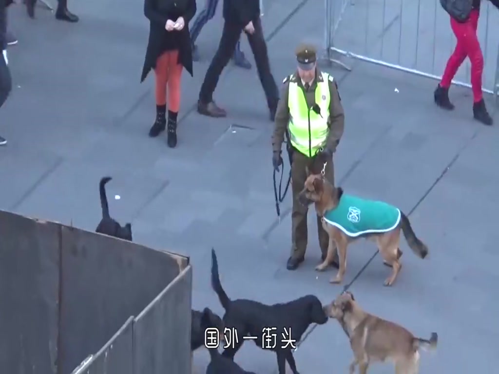 Nine stray dogs surrounded the police dog. The scene was tense and intense. The police dog caught its tail and made people lost.