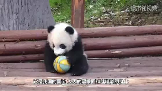 Panda escaped from prison in a hurry to drink milk, but his head got stuck. Grandpa saved his life.