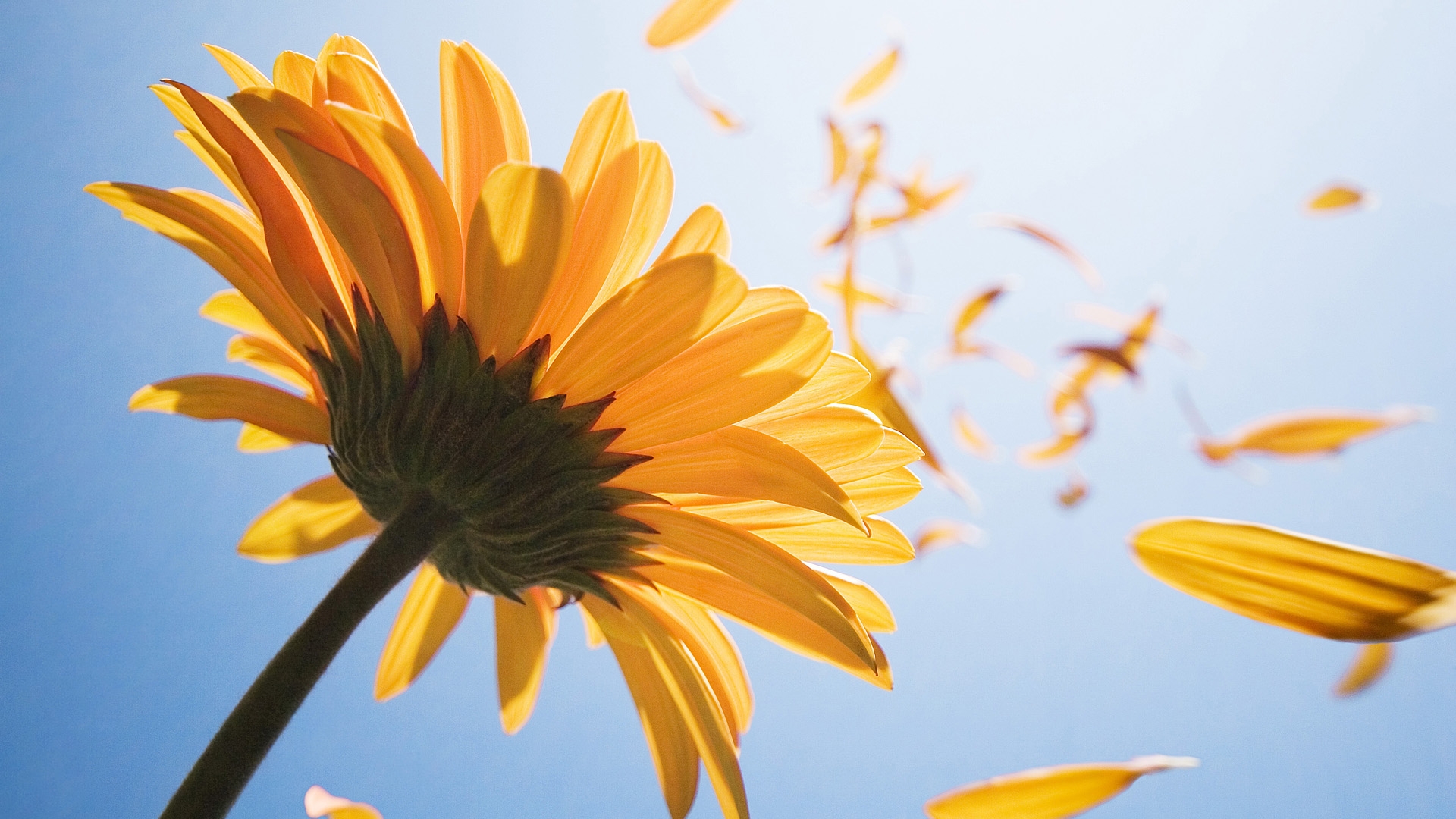 Sunflower seeds can grow fresh flowers, and novices can grow them.