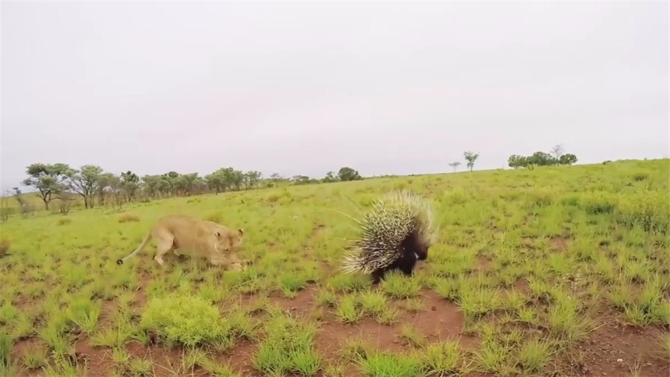 A porcupine challenged eight lions. The battle was about to start. Porcupine: Go ahead and be afraid of death.